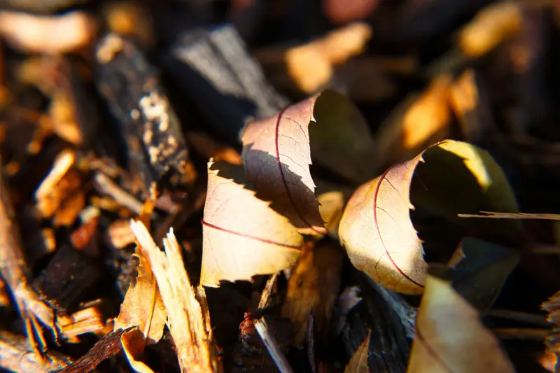 Woody scents: cedar, sandalwood, vetiver